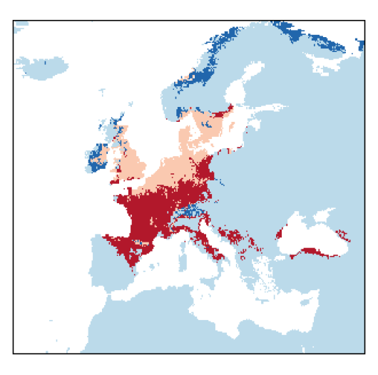 Melilotus altissimus Thuill.