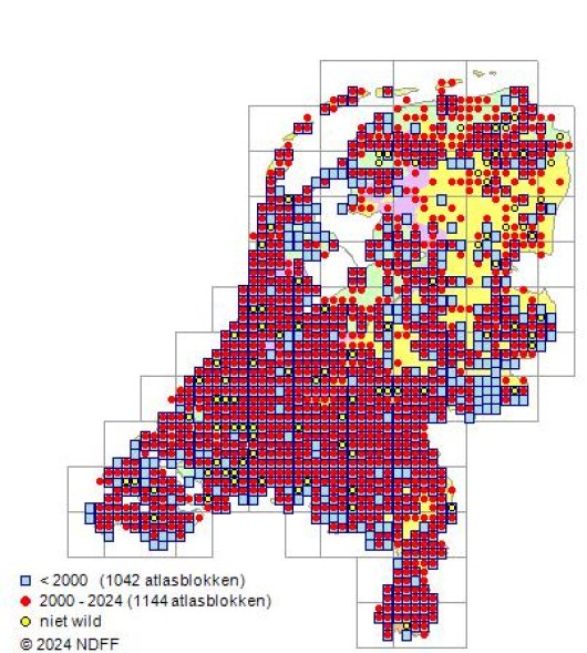 Melilotus officinalis (L.) Pallas