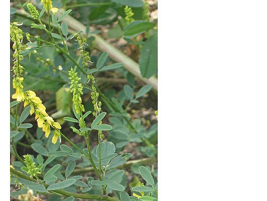 Melilotus officinalis (L.) Pallas