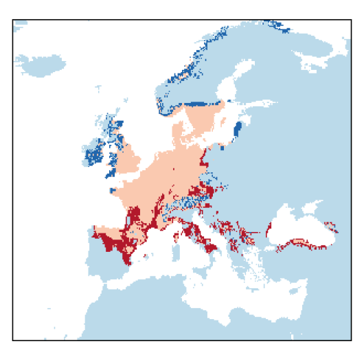 Melilotus officinalis (L.) Pallas