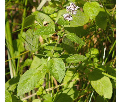 Mentha aquatica L.
