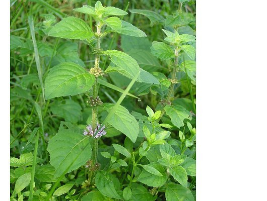 Mentha arvensis L.