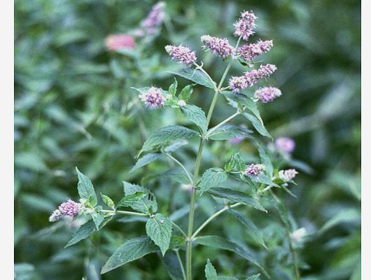 Mentha longifolia (L.) L.