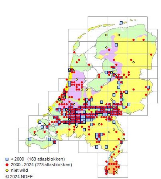 Mentha longifolia (L.) L.