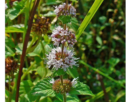 Mentha pulegium L.