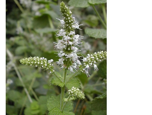 Mentha suaveolens Ehrh.