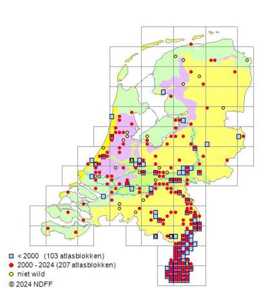Mentha suaveolens Ehrh.