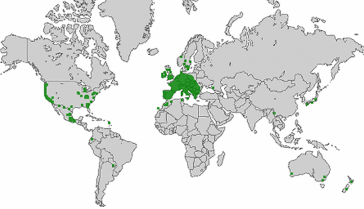 Mentha suaveolens Ehrh.