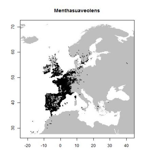 Mentha suaveolens Ehrh.