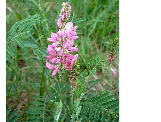 Onobrychis viciifolia Scop.