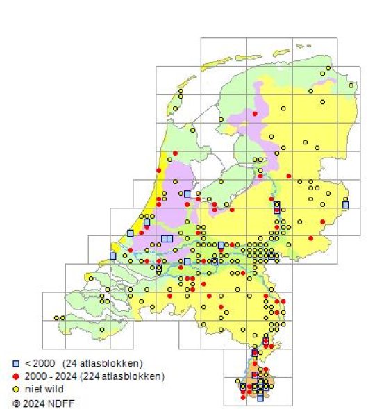 Onobrychis viciifolia Scop.