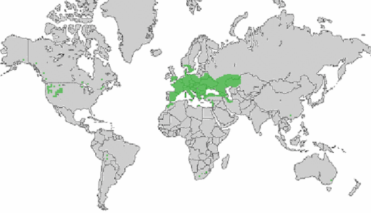 Onobrychis viciifolia Scop.