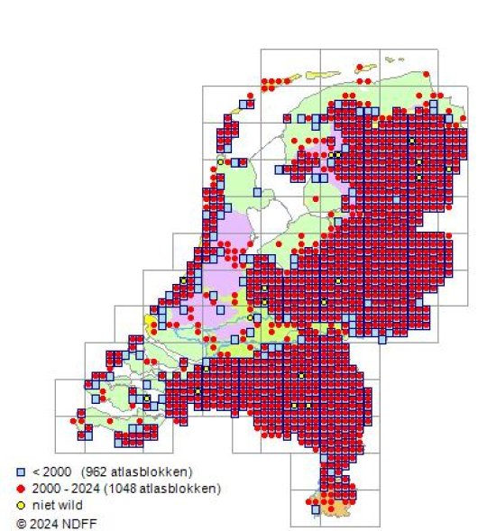 Ornithopus perpusillus L.