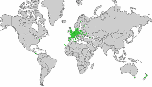 Ornithopus perpusillus L.