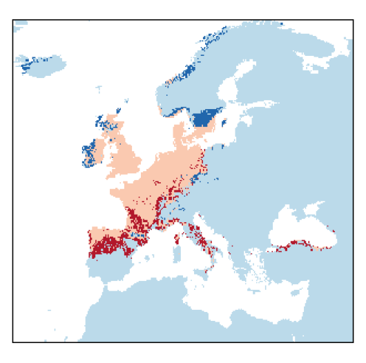 Ornithopus perpusillus L.