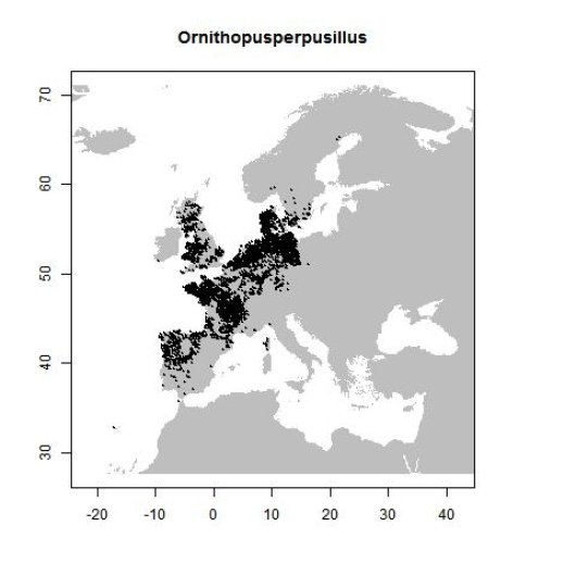 Ornithopus perpusillus L.