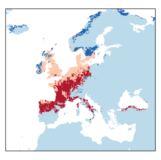 Ornithopus perpusillus L.