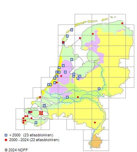 Oxybasis chenopodioides (L.) S.Fuentes, Uotila & Borsch