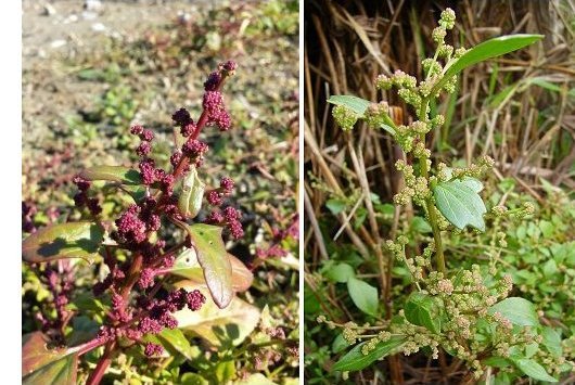 Oxybasis chenopodioides (L.) S.Fuentes, Uotila & Borsch