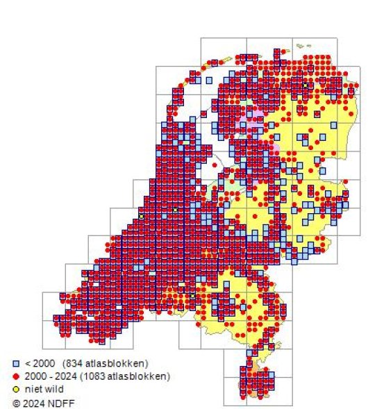 Oxybasis glauca (L.) S.Fuentes, Uotila & Borsch