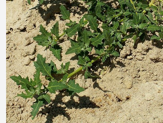 Oxybasis glauca (L.) S.Fuentes, Uotila & Borsch