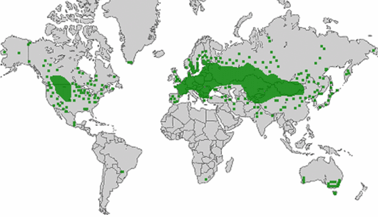 Oxybasis glauca (L.) S.Fuentes, Uotila & Borsch