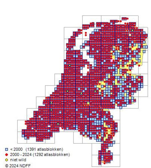 Oxybasis rubra (L.) S.Fuentes, Uotila & Borsch