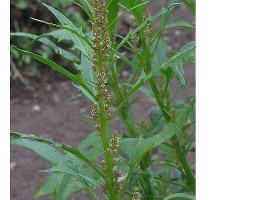 Oxybasis rubra (L.) S.Fuentes, Uotila & Borsch