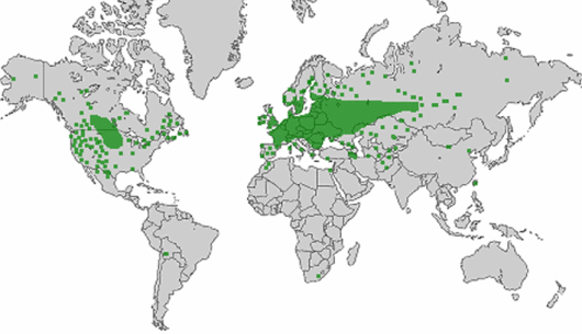 Oxybasis rubra (L.) S.Fuentes, Uotila & Borsch