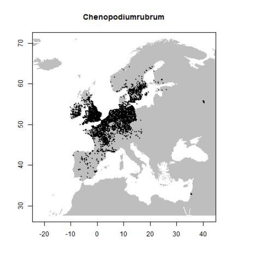 Oxybasis rubra (L.) S.Fuentes, Uotila & Borsch