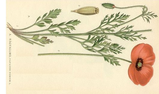 Papaver dubium L.