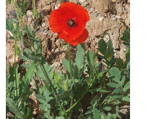Papaver rhoeas L.