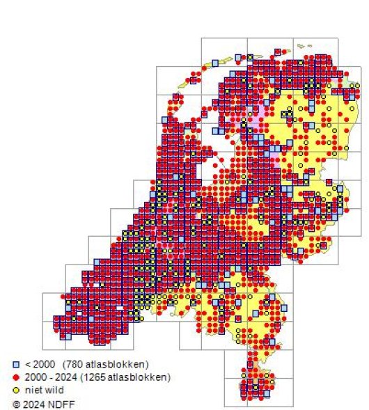 Pastinaca sativa subsp. sativa