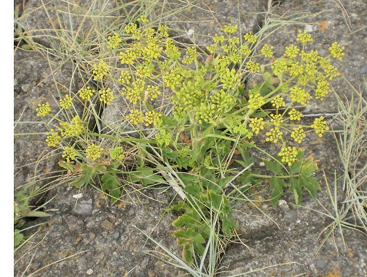 Pastinaca sativa subsp. sativa