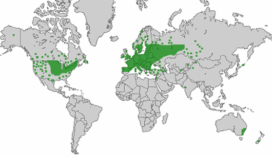 Pastinaca sativa subsp. sativa
