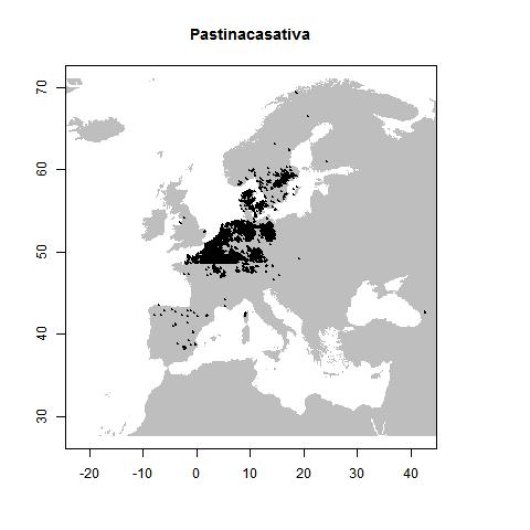 Pastinaca sativa subsp. sativa