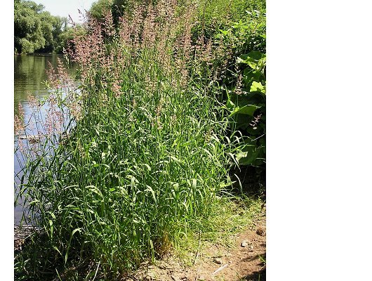 Phalaris arundinacea L.