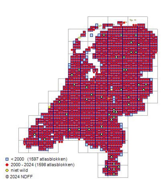 Phalaris arundinacea L.
