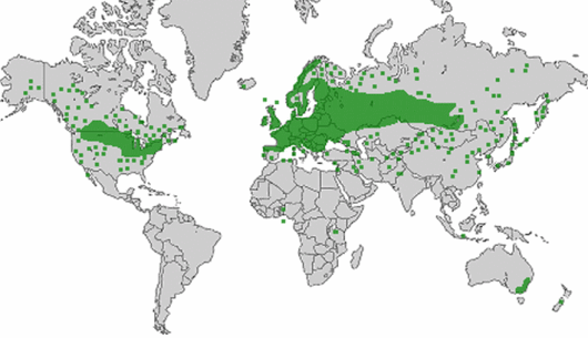 Phalaris arundinacea L.