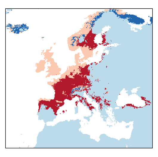 Phalaris arundinacea L.