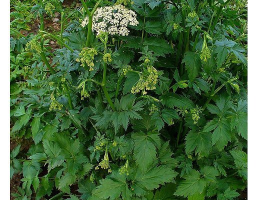 Pimpinella major (L.) Huds.