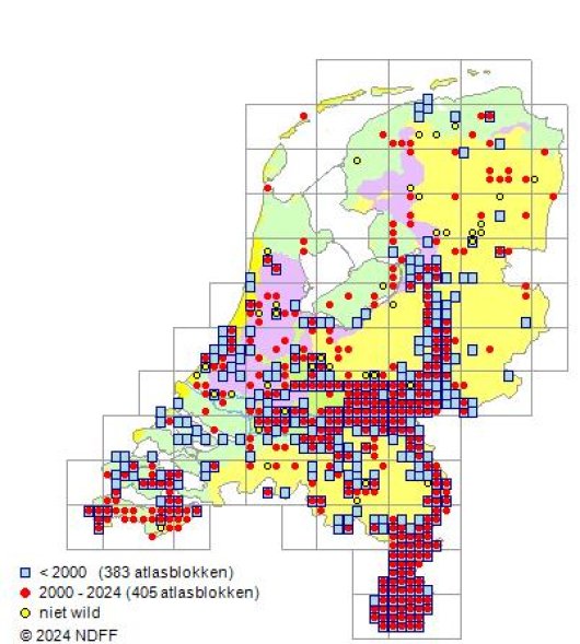 Pimpinella major (L.) Huds.