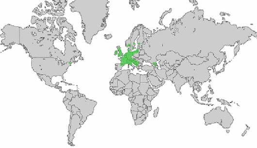 Pimpinella major (L.) Huds.