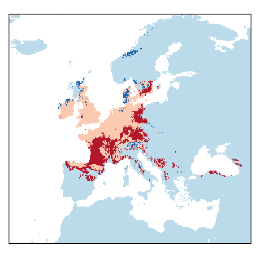 Pimpinella major (L.) Huds.