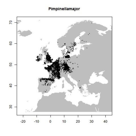 Pimpinella major (L.) Huds.