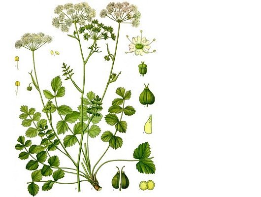 Pimpinella saxifraga L.