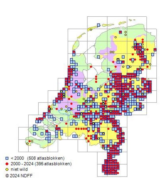 Pimpinella saxifraga L.