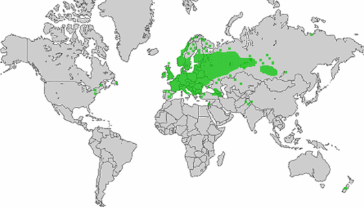 Pimpinella saxifraga L.