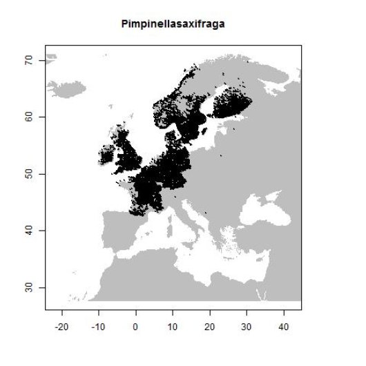 Pimpinella saxifraga L.