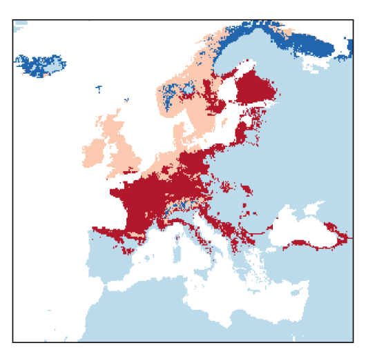 Pimpinella saxifraga L.